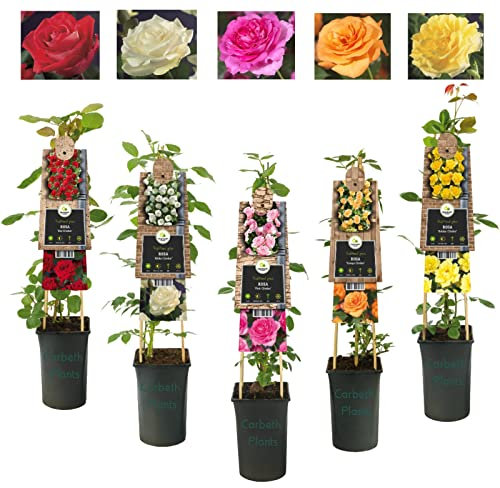 Carbeth Plants White Climbing Rose in 3L Pot - Summer Flowering - Hardy Outdoor Climber for Walls, Fences & Arches