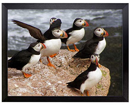 Lap Tray with Cushion | Atlantic Puffin Birds | Padded Bean Bag Cushion | For Eating, Working, Crafting, Laptop | Portable Table Desk