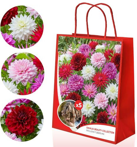 Dahlien knollen Schönheit Kollektion, Geschenkpackung mit 5 dahlien zwiebeln sorten Mix aus Holland, Exklusive Dahlienknollen mischung für Garten und Töpfe (keine Samen, nicht künstlich)
