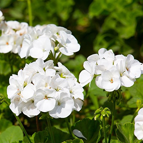 Semi di geranio bianco – Pelargonium