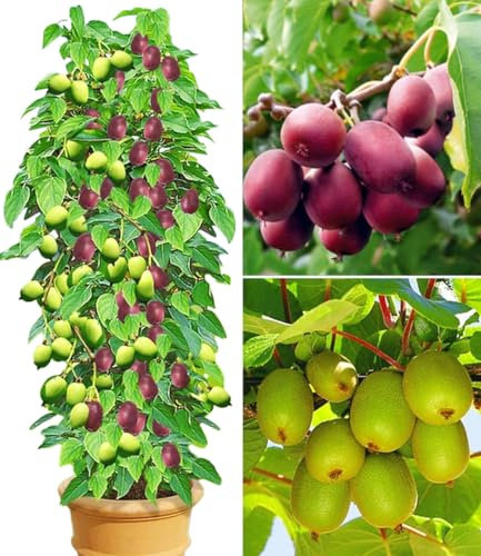 BALDUR Garten DUO-Kiwi-Turm-Kollektion, 1 Kens Red + Befruchter Nostino und 1 Issai Pflanzen Actinidia arguta winterhart, reiche Ernte an großen Früchten