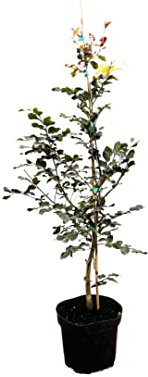 Fagus sylvatica 'Purpurea' 80–100 cm – Winterhart, Mehrjährig, Pflegeleicht – Blutbuche – Heckenpflanze für Garten & Sichtschutz