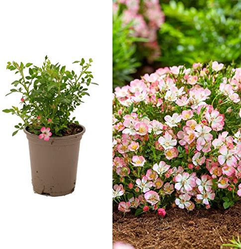 Rose (alpnia) Cutie Pie in 9cm Pot - Patio or Ground Cover Rose - Lovely Cerise Pink Petals (2 Plants)