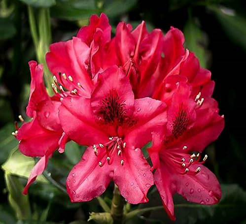 Lot de 70 graines de fleurs de rhododendron rouge fraîches