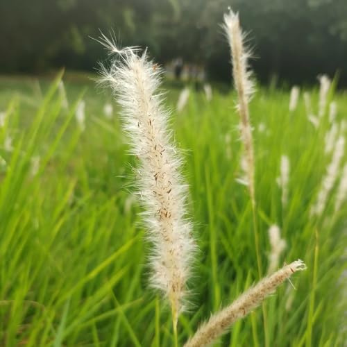 Semillas de sangre, pastos resistentes Imperata cilíndrica, jardín de privacidad ornamental resistente regalos para los amantes 50pcs