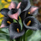 Bulbi Calla Giganti - Resistenti a Parassiti, Ideali Per Interni - Fioriture Instagrammabili Per Design da Giardino Italiano-10 bulbi-G