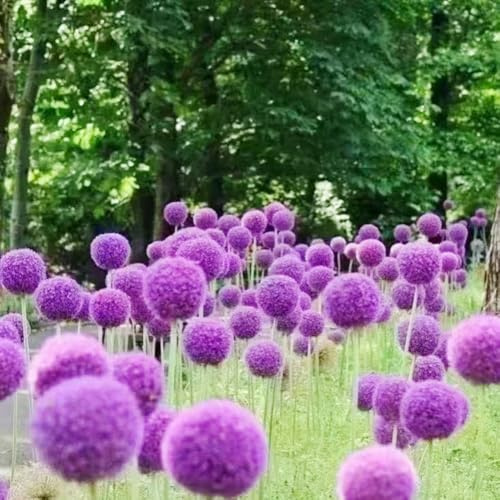 bulbi di allium - allium giganteum - giardino interno aglio ornamentale balcone rialzato da giardino da balcone interno serra resistenti, 15pcs
