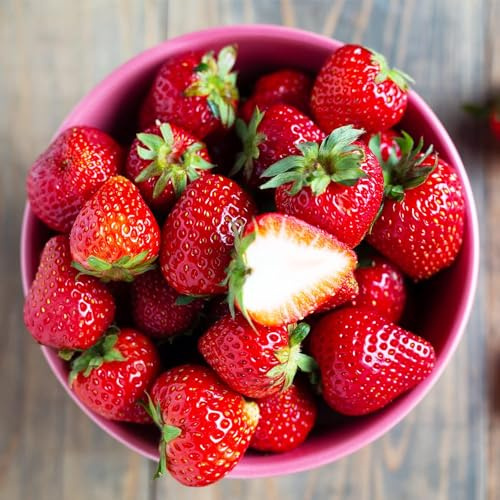 Jordgubbar Mara Des Bois – 20 Frigo A+ Plantor – Snabbväxande – Kylda jordgubbsplantor från Holland – Tål kyla och är fleråriga – Självbärande – Fragaria × Ananassa – Inga frön