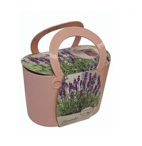 Kit Coltivazione Fiori di Lavanda, con vaso in plastica Rosa, terriccio e semi