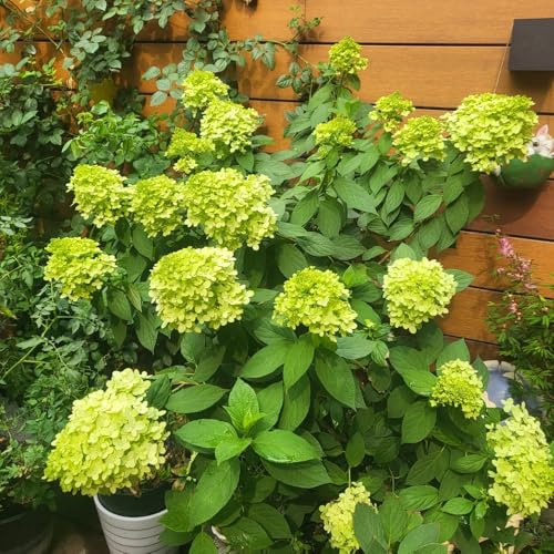 semillas de hortensia panicula en balcón Decoraciones otoñales 180pcs