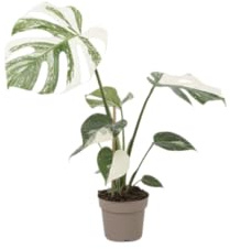Planta Natural DECOALIVE Monstera Deliciosa Variegata Ideal para Amantes de Plantas Singulares