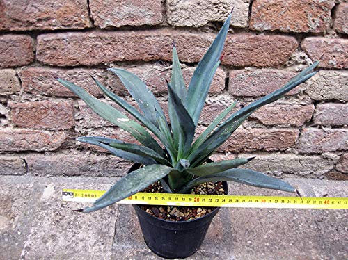 Macroacantha agave 40 cm, cactus, plante succulente