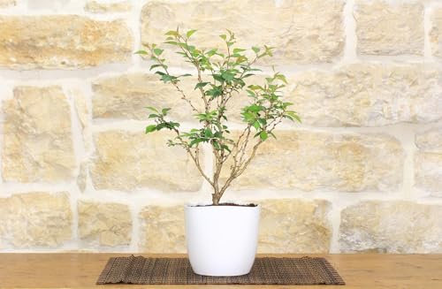 Bonsai di Ciliegio Giapponese Kojo-no-mai in vaso ceramica quadrato