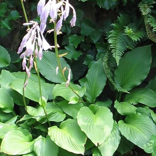 12 unità Hosta 'Fortunei Hyacinthina' - Hosta fortunei 'Hyacinthina' Vaso 9x9cm ±1 m² - Foglie Grandi e Resilienti per Aiuole