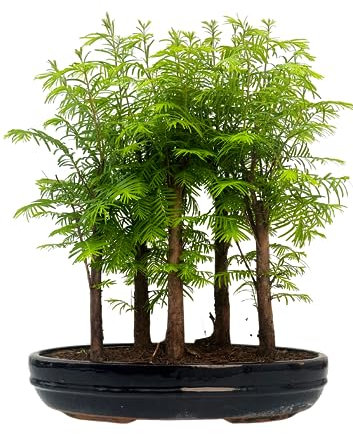 Bonsai Wald Metasequoia – Lebender Urweltmammutbaum im 25cm Topf | Indoor/Outdoor Bonsai Baum | Seltene Geschenkidee | Pflegeleicht | Dekopflanze für Zuhause & Büro
