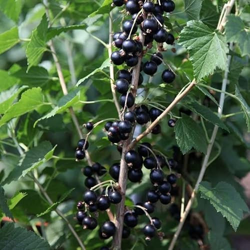 Plant Theory Blackcurrant Big Ben Fruit Bush Ribes Fruiting Shrub Plant 3L Pot