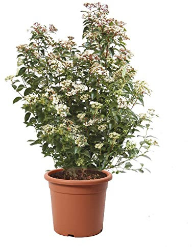 KENTIS - Viburnum Tinus 'Eve Price' - Plante de Viorne - Plantes de Haies - Vraies Plantes d'Extérieur Résistantes Sempervirens - H 60-80 cm Pot Ø 24 cm