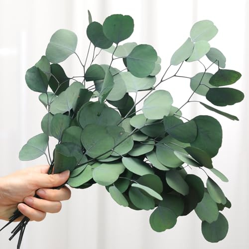 Jtoder Preserved Dried Eucalyptus Stems, Green Eucalyptus Leaves, 4-10 Pcs Silver Dollar Leaves for Vase Filler, 14-17'' Dried Plants Garland for Wreath Wedding Home Farmhouse Party Décor