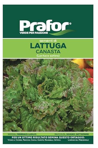 Hortus Semi prafor di lattuga Canasta