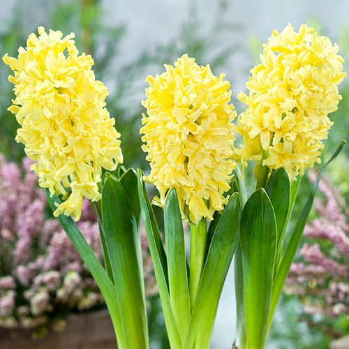 80 graines de fleurs de jacinthe jaune