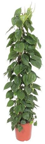 Philodendron Scandens muslinställ – 150 cm – ø27