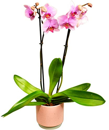 Beautiful Pink Orchid Real Houseplant | Twin Spiked Phalaenopsis Orchid | Live Potted Plant | Gift for Mother's Day, Birthday, Christmas, Easter, Valentines