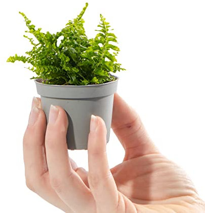 Baby Sword Fern Plant - Nephrolepis Exaltata Fluffy Ruffle Small Potted Baby Plant Gift for Indoor Home Office Kitchen Living Room