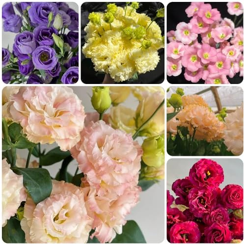 Semillas de Lisianthus - semillas de otoño resistentes semillas de lisianto decorativas 1000pcs