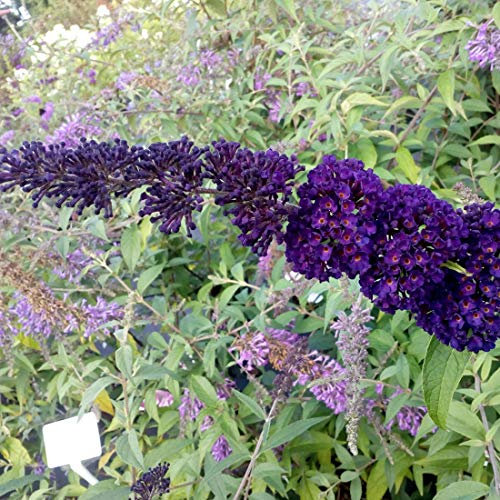 Buddleja Davidii 'Black Knight'- Arbre aux papillons 'Black Knight' 40-60 cm en conteneur