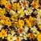 15 X Narcisi Misti - Daffodil Mix - Bulbi Alta Qualità (15)