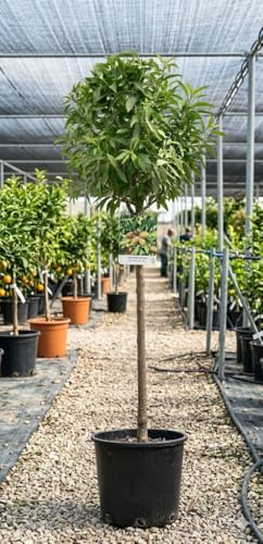 Almendro Guara (Prunus dulcis) 10L – Árbol Frutal Productivo de Almendras Dulces | Altura 120-150 cm | Ideal para Huerto y Jardín
