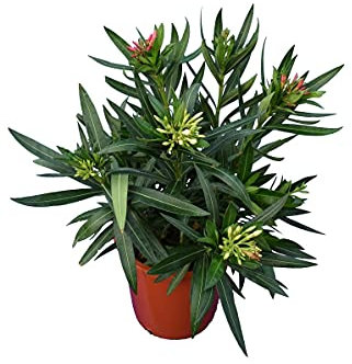 Adelfa Rosa Natural Arbusto Ideal para Crear Zonas Verdes