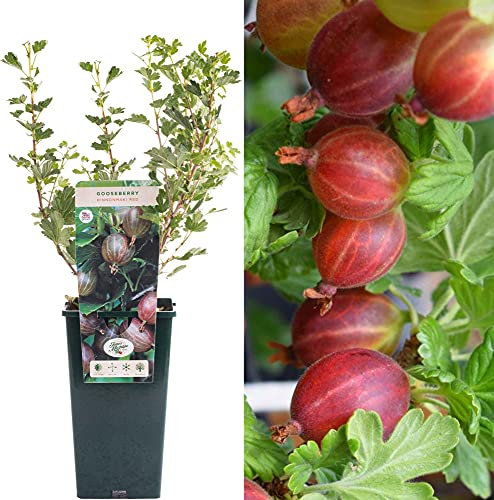 Gooseberry Ribes Hinnonmaki Red | Delicious Fruit Plant Shrub | 30-50cm Potted