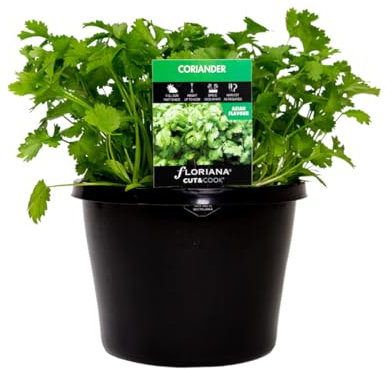 Hierba de Cilantro Planta Aromática Coriandrum Sativum