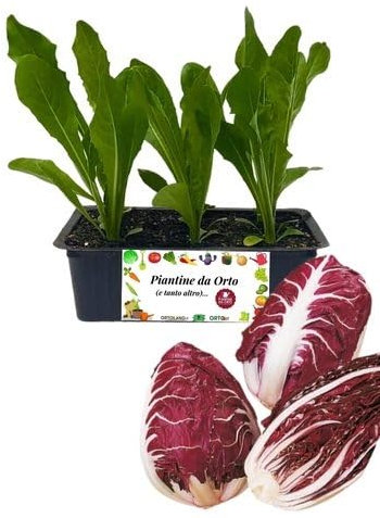 P. Piantine da Orto | Radicchio Verona, Kit 9 Piantine, Pianta Pronta per il Trapianto, Pianta Vera da Orto, da Balcone e da Esterno, Vivaio Italiano