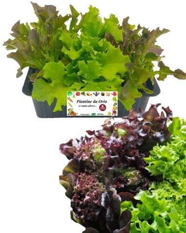 P. Piantine da Orto | Lattuga Bicolor, Kit 9 Piantine, Pianta Pronta per il Trapianto, Pianta Vera da Orto, da Balcone e da Esterno, Vivaio Italiano