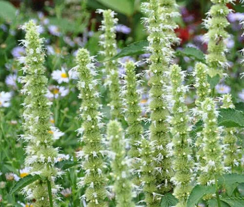ISSOP GÉANT BLANC - 1200 GRANI - Agastache Mexicana - Fleur vivace