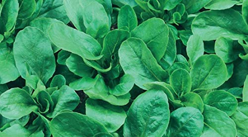 400 Seeds of Lettuce (Leaves) (Lamb's) Elan