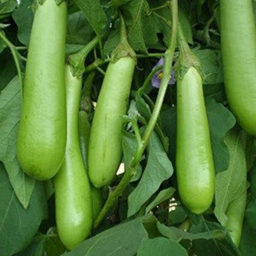 Aamish Semi vegetali di melanzane verdi lunghe