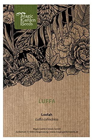 Luffa (Luffa cylindrica) - circa 5 semi