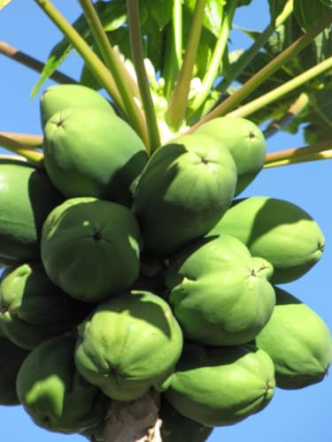 20 Semillas de Papaya - (Carica papaya)