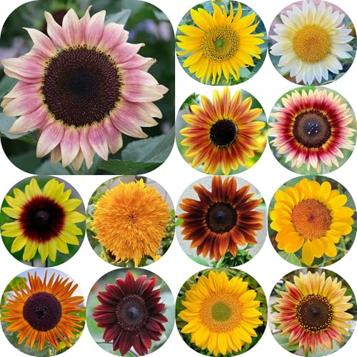 semillas de girasol, girasoles, resistentes en comprar de girasol de perennes raras, decoración de sala de estar, Decoración 500pcs