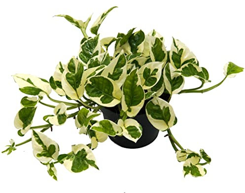 Efeutute, Scindapsus, (Epipremnum aureum) Sorte: N'Joy, weiss buntes Blattwerk, rankend, Ampelpflanze, luftreinigend (1 Pflanze im 12cm Topf)