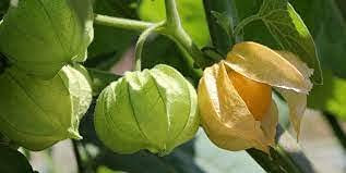 Semi di Fiori Amapola Azul