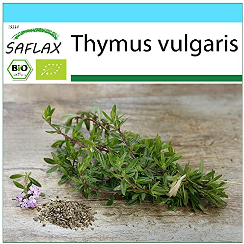 SAFLAX - Set regalo - Ecológico - Tomillo - 800 semillas - Con caja regalo/envío, etiqueta para envío, tarjeta de felicitación y sustrato de cultivo - Thymus vulgaris