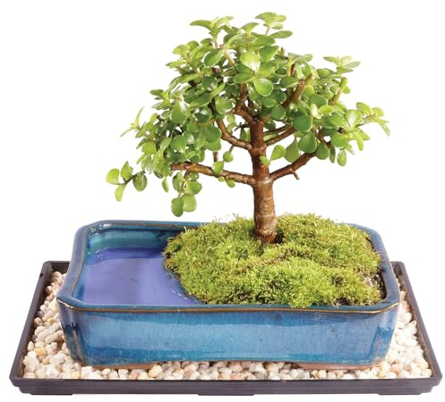 Brussel's Bonsai Live Dwarf Jade Bonsai Tree, Indoor - Medium, 4 Years Old, 8 to 12 Inches Tall - Decorative Water Bonsai Pot with Bonsai Tray