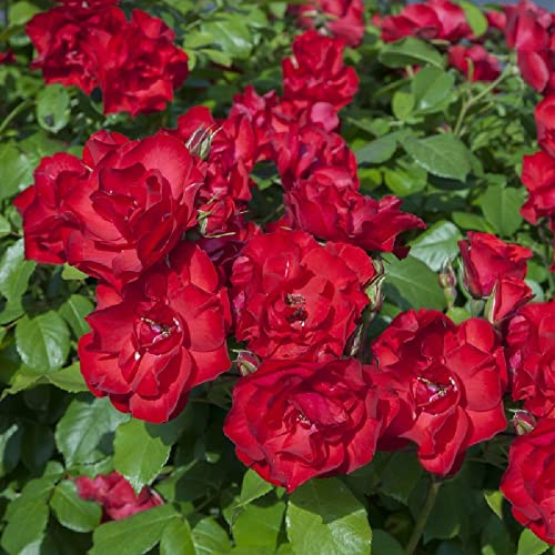 Pianta ROSA BREVETTATA LA SEVILLANA ® RAMPICANTE rossa MEILLAND vaso 20 cm Amdgarden