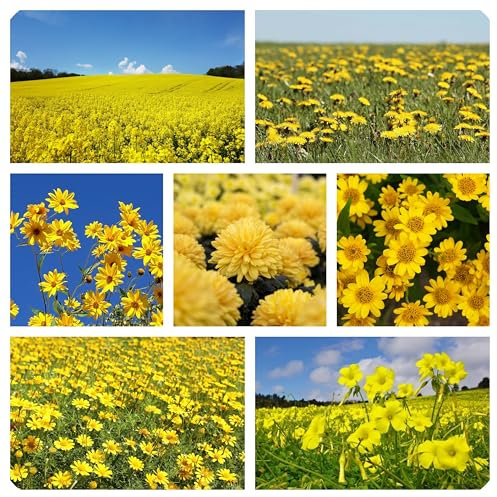 Miscuglio Semi di Fiori Gialli attrattivi per api e Farfalle, Miscela di fiori per Aiuole, flower seeds for butterflies 8 g.