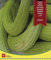 Semilla pepino Alficoz