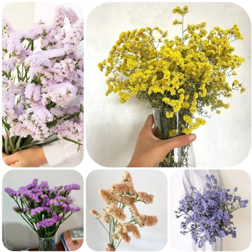 semi di lavanda di mare selvatiche decorazioni giardino per esterni semi biologici selvatici primaverili selvatici per 120semi